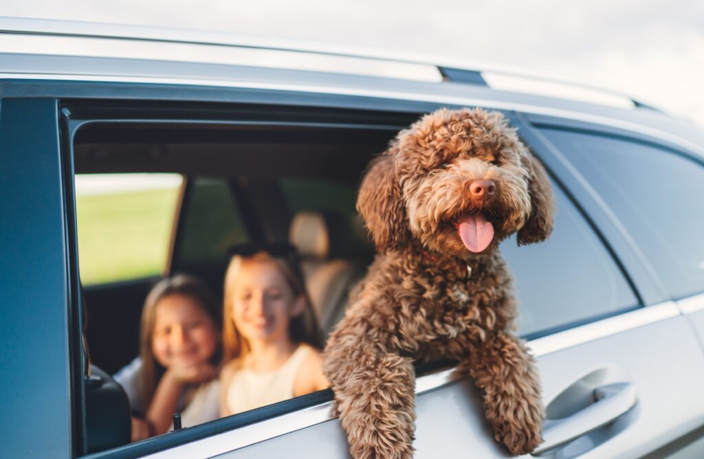 Fluffy,Brown,Maltipoo,Dog,Looking,Out,From,An,Open,Car